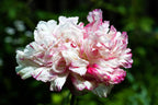 250 Organic PEONY POPPY MIX Papaver Paeoniflorum Mixed Colors Red, White, Pink, Black, Purple, Salmon, Bronze, Lilac, & Bicolor Flower Seeds