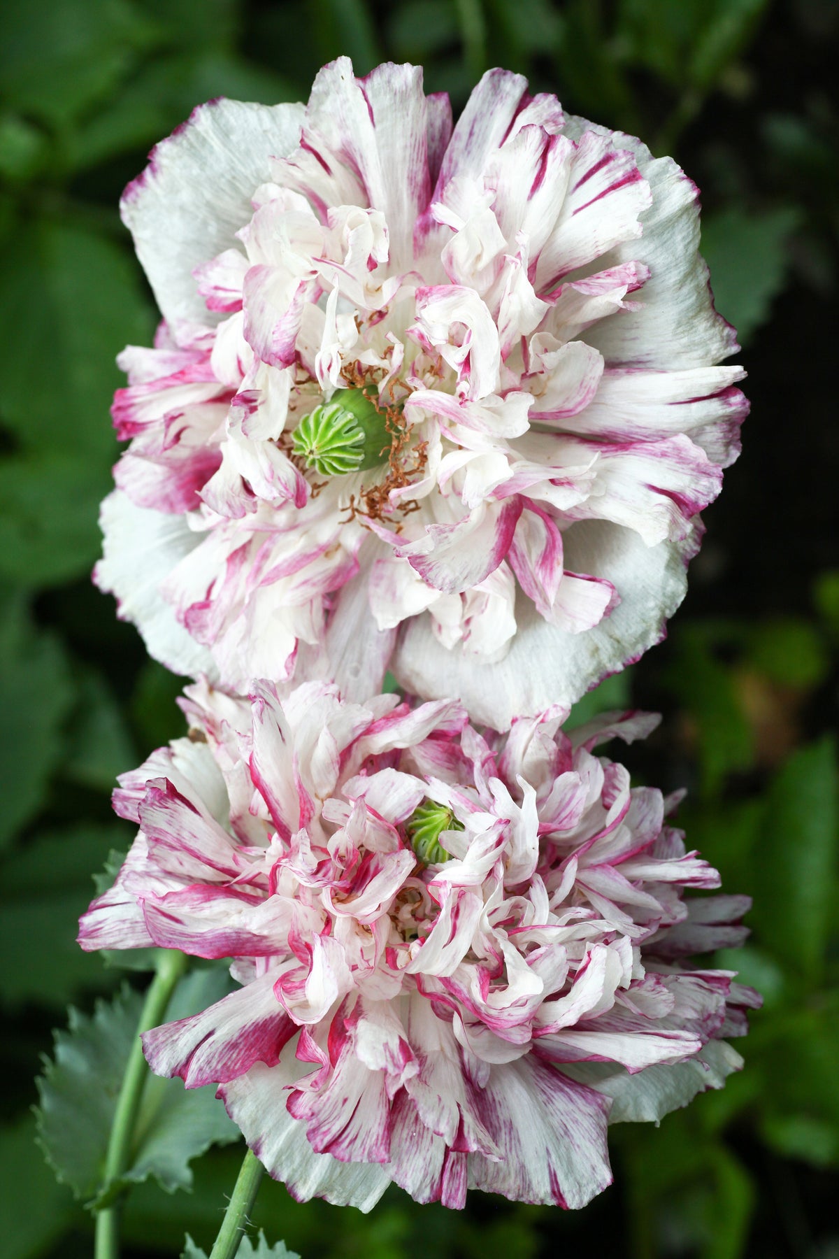 100 Flemish Antique PEONY POPPY MIXED Colors  Papaver Peoniflorum Flower Seeds