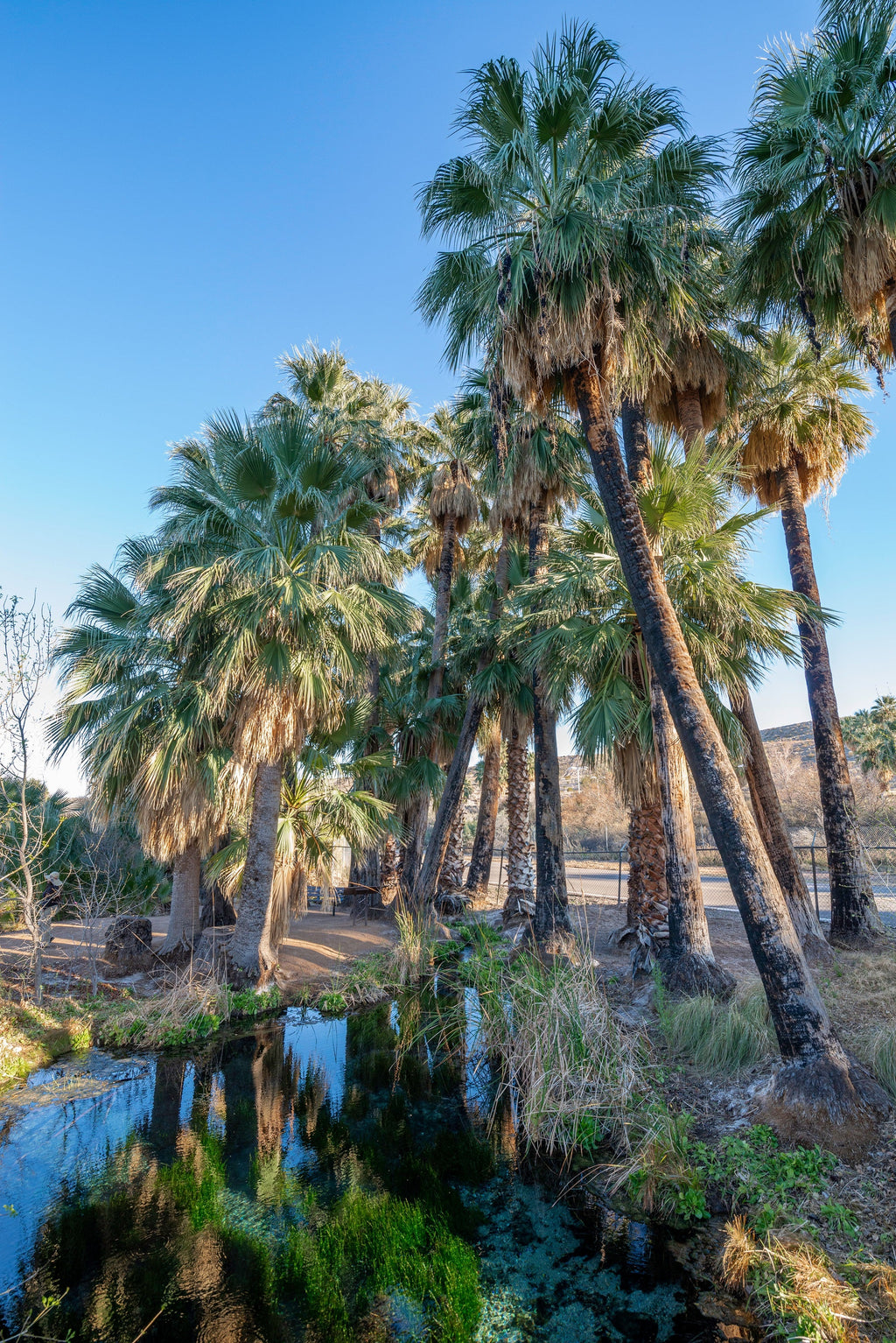 30 CALIFORNIA FAN PALM Tree Petticoat Arizona Desert Washingtonia Filifera Seeds