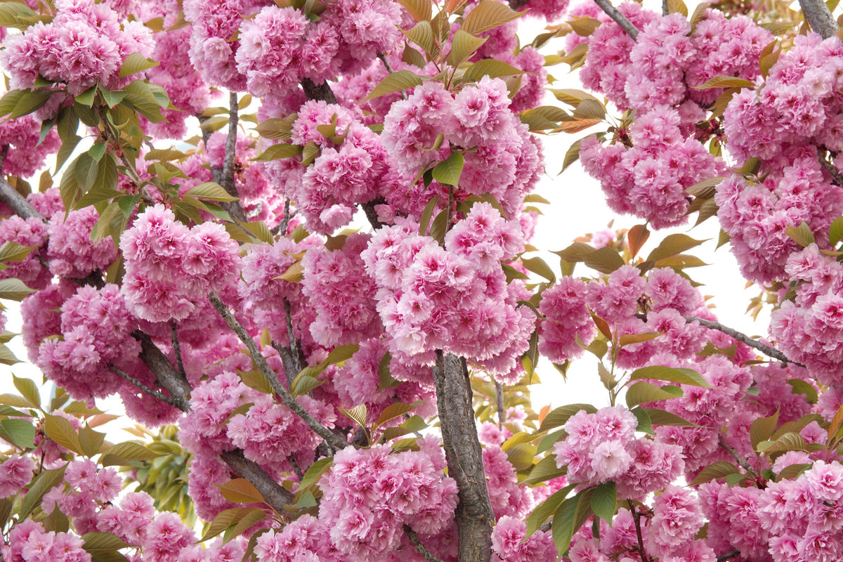 10 JAPANESE FLOWERING CHERRY Tree Oriental Prunus Serrulata Flower Seeds