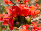 10 RED SILK COTTON Tree Bombax Ceiba Kapok Tropical Flower Seeds