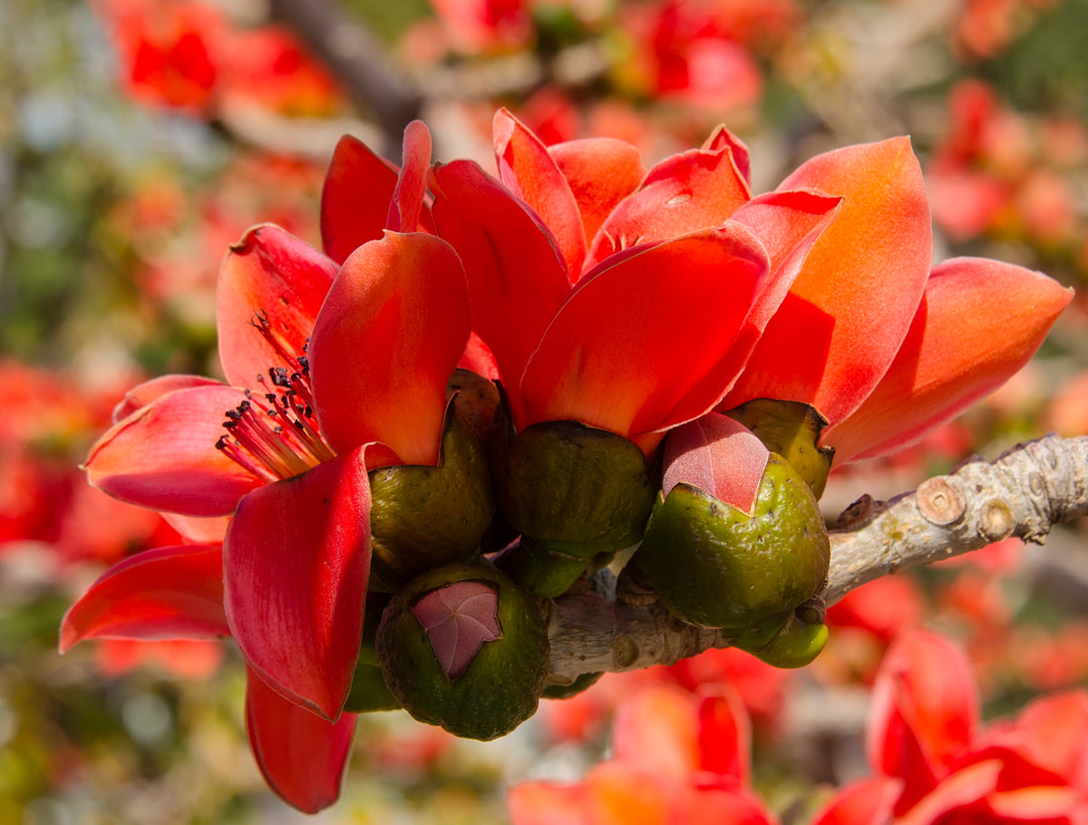 10 RED SILK COTTON Tree Bombax Ceiba Kapok Tropical Flower Seeds