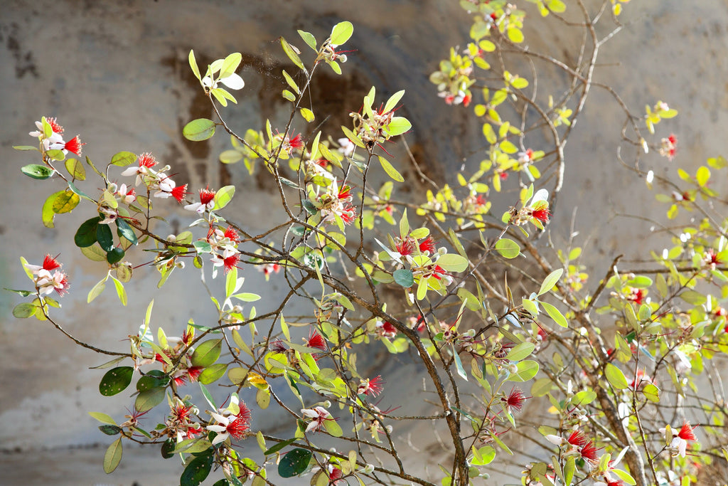 10 PINEAPPLE GUAVA Fruit Acca Guavasteen Brazilian or Fig Guava Feijoa Sellowiana Pink Red Flower Tree Shrub Seeds