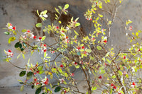 10 PINEAPPLE GUAVA Fruit Acca Guavasteen Brazilian or Fig Guava Feijoa Sellowiana Pink Red Flower Tree Shrub Seeds