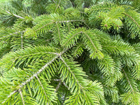 Grow Your Own CHRISTMAS TREE - Balsam Fir ( Abies Balsamea ) Gift Packet of Tree Seeds