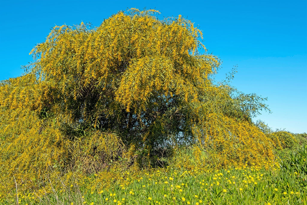 10 GOLDEN MIMOSA Acacia Baileyana Yellow Wattle Tree Flower Seeds