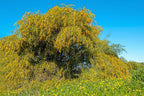 10 GOLDEN MIMOSA Acacia Baileyana Yellow Wattle Tree Flower Seeds