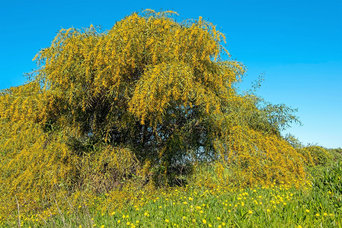 10 GOLDEN MIMOSA Acacia Baileyana Yellow Wattle Tree Flower Seeds