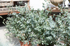 20 SILVER DROP EUCALYPTUS Gunnii Cider Gum Silver Blue Foliage Florist Tree Seeds