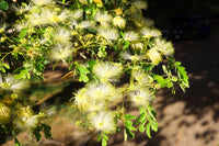 20 WOMAN'S TONGUE TREE White Mimosa Nectar Flower Albizia Lebbeck Legume Seeds