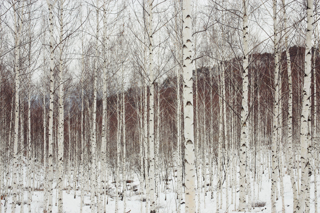 100 WHITE Japanese BIRCH TREE Betula Platyphylla Japonica Seeds
