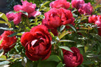 10 TREE PEONY Mountain Paeony Paeonia Suffruticosa Arborea Mixed Colors Red Pink White Purple Yellow Bicolor Flower Shrub Seeds