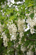10 YELLOW ASH TREE Kentucky Yellowwood White Flowers Cladrastis Lutea Kentukea Seeds