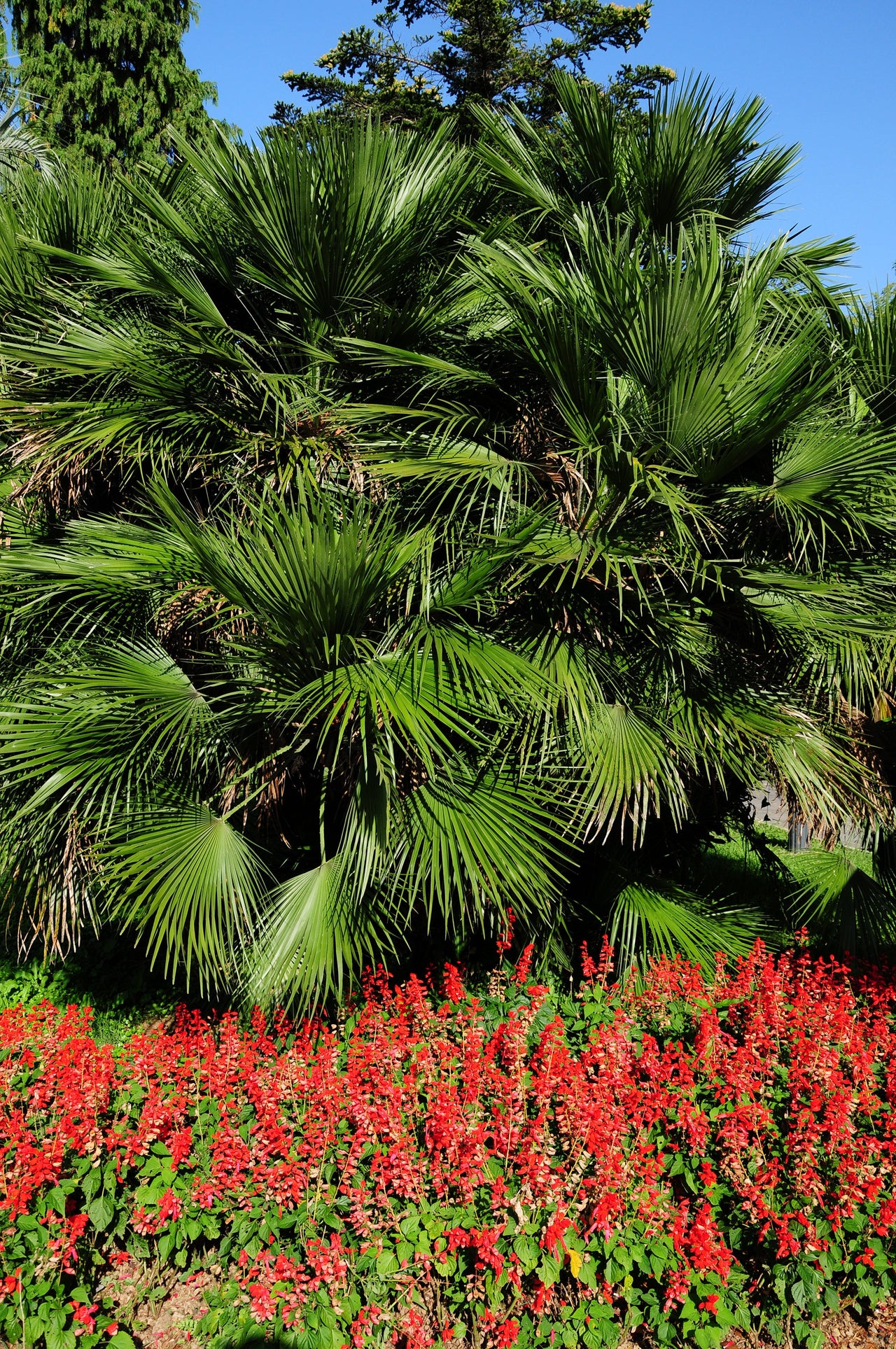 10 Hardy SABAL PALM TREE Cabbage Palmetto Flower Seeds