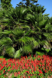 10 Hardy SABAL PALM TREE Cabbage Palmetto Flower Seeds