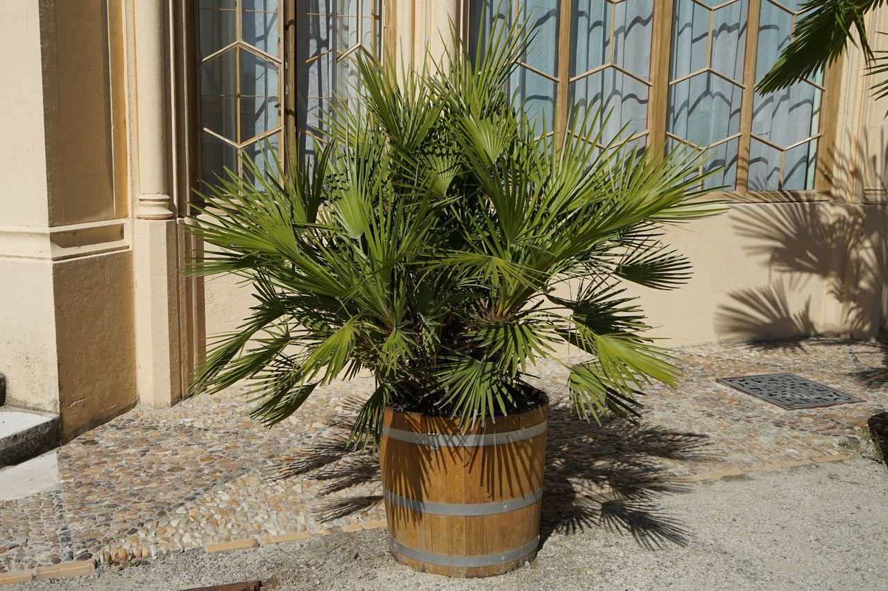 european fan palm plant 5 MEDITERRANEAN FAN PALM European Dwarf Tree Shrub Chamaerops Humilis Seeds