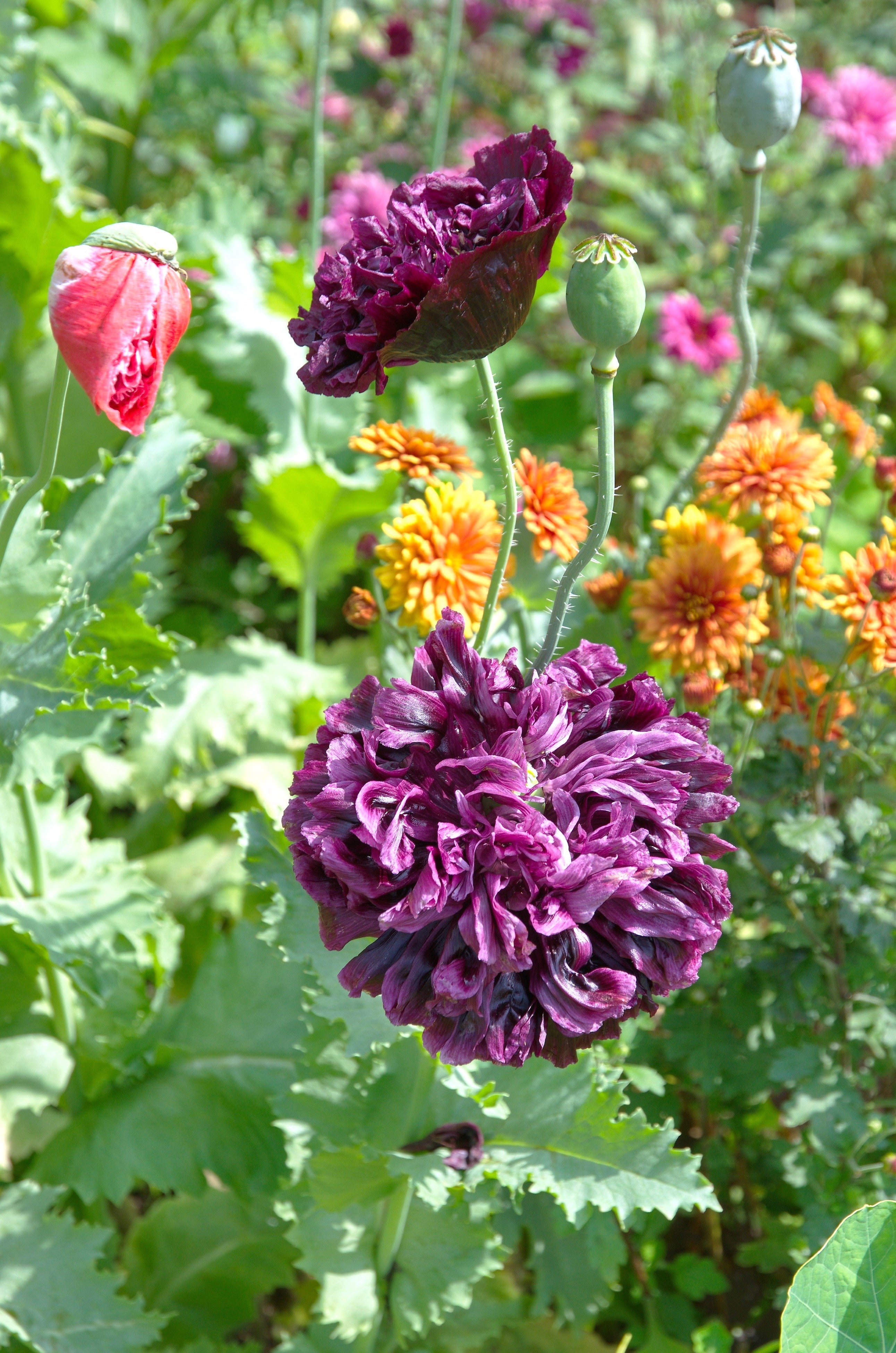 500 LILAC Pompom PEONY POPPY Papaver Laciniatum Purple Pompon Flower Seeds