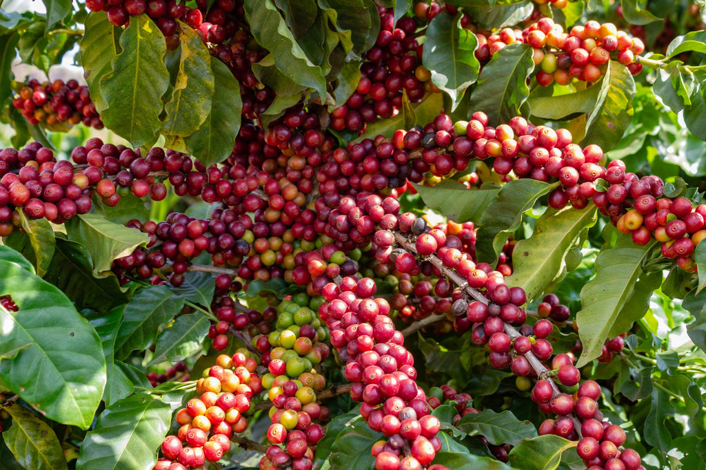 15 ARABICA COFFEE Tree Shrub Seeds - Grow your own coffee!