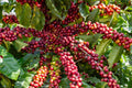 15 ARABICA COFFEE Tree Shrub Seeds - Grow your own coffee!