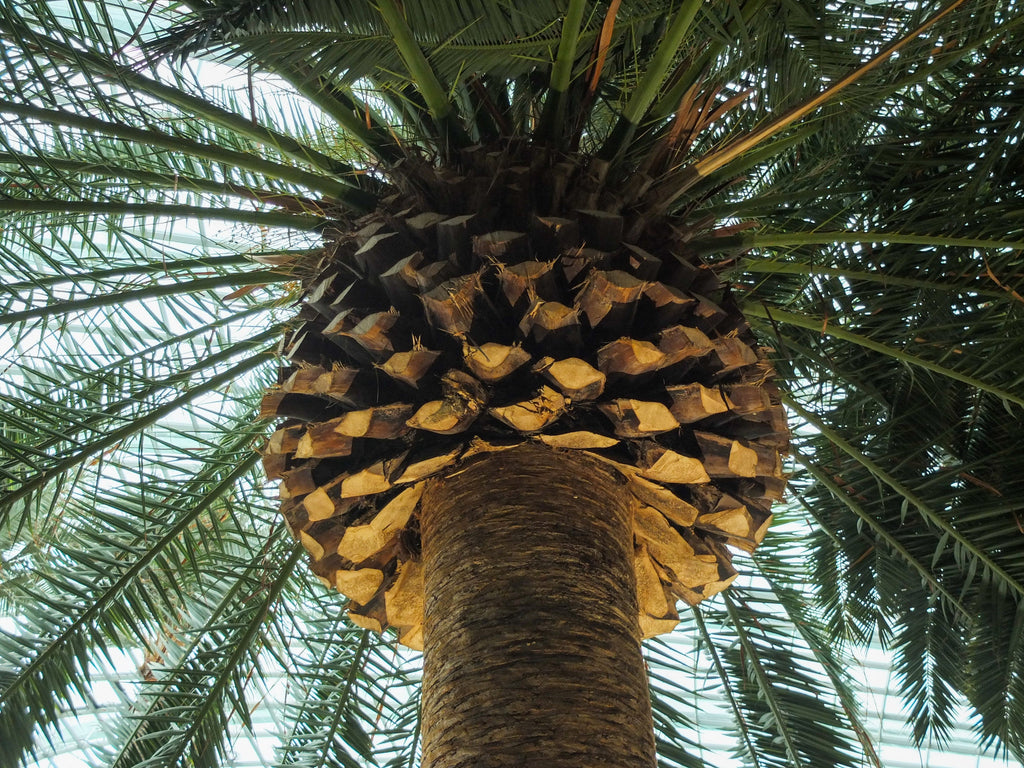 10 CANARY ISLAND Date PALM Phoenix Canariensis Tree Seeds