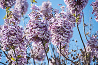400 Royal PAULOWNIA EMPRESS TREE Tomentosa Flower Seeds