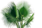 30 CALIFORNIA FAN PALM Tree Petticoat Arizona Desert Washingtonia Filifera Seeds