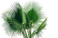 30 CALIFORNIA FAN PALM Tree Petticoat Arizona Desert Washingtonia Filifera Seeds