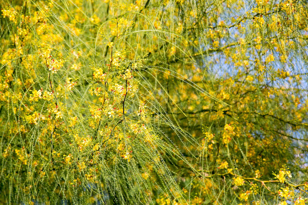 25 JERUSALEM THORN TREE Mexican Palo Verde Parkinsonia Aculeata Yellow & Red Flower Large Shrub Small Tree Legume Seeds