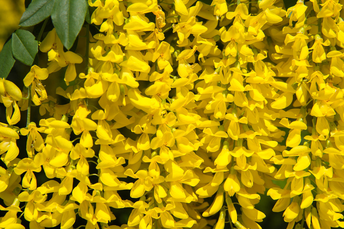 10 GOLDEN CHAIN TREE Goldenchain Laburnum Anagyroides Yellow Flower Seeds