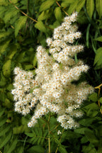 30 CHINESE SUMAC TREE Nutgall White Flowers Red Berries Rhus Chinensis Seeds