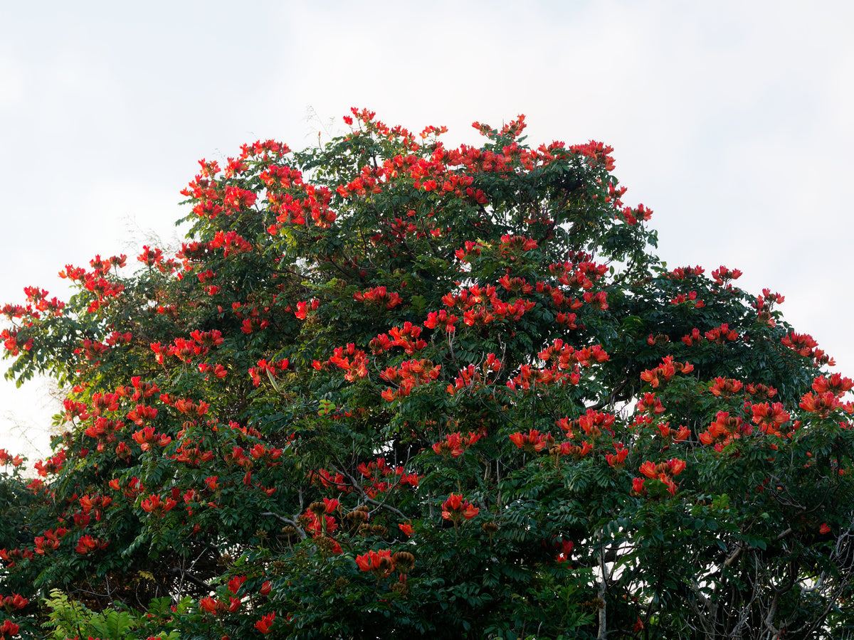 15 Red AFRICAN TULIP TREE (Fire Tree / Flame of the Forest / Fountain Tree) Spathodea Campanulata Seeds
