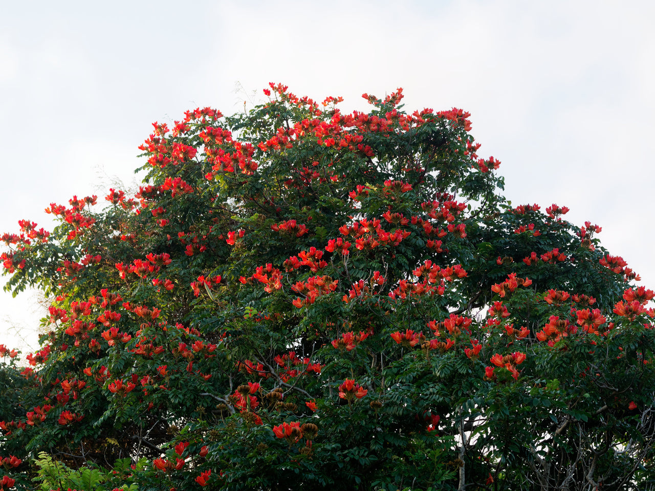 15 Red AFRICAN TULIP TREE (Fire Tree / Flame of the Forest / Fountain Tree) Spathodea Campanulata Seeds