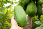 30 PAPAYA MELON Fruit TREE Carica Papaya Seeds