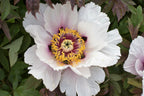 10 TREE PEONY Mountain Paeony Paeonia Suffruticosa Arborea Mixed Colors Red Pink White Purple Yellow Bicolor Flower Shrub Seeds