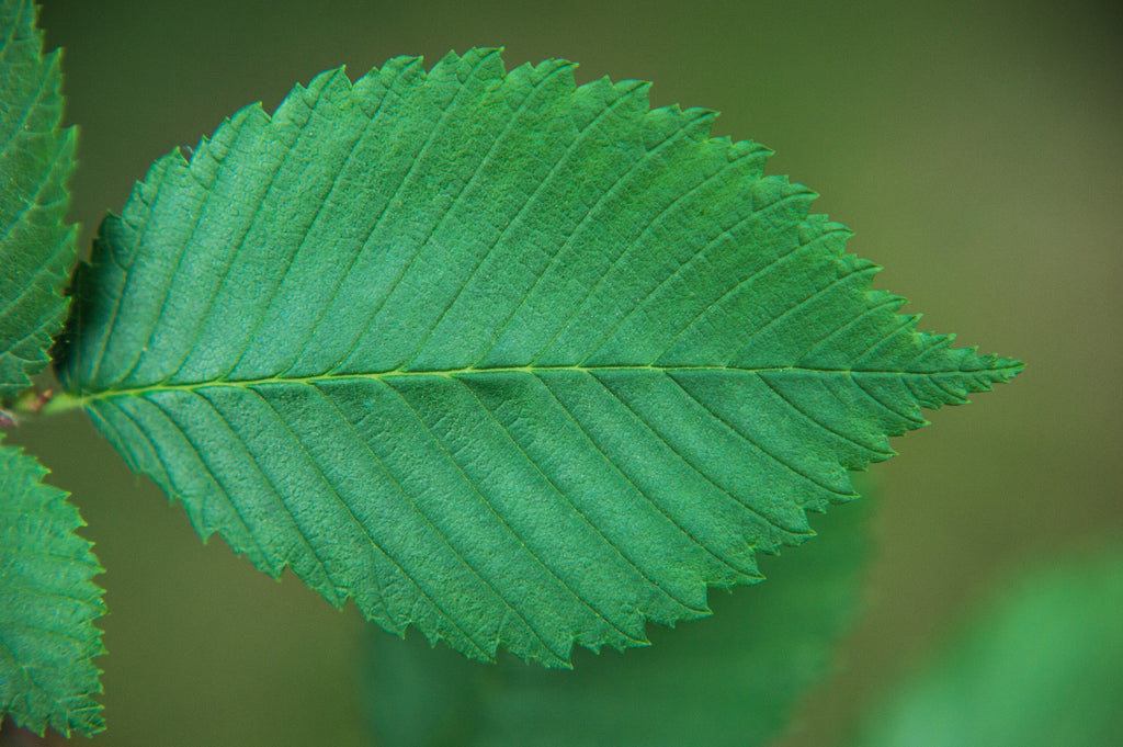 25 White AMERICAN ELM tree Ulmus Americana RED Flower Seeds
