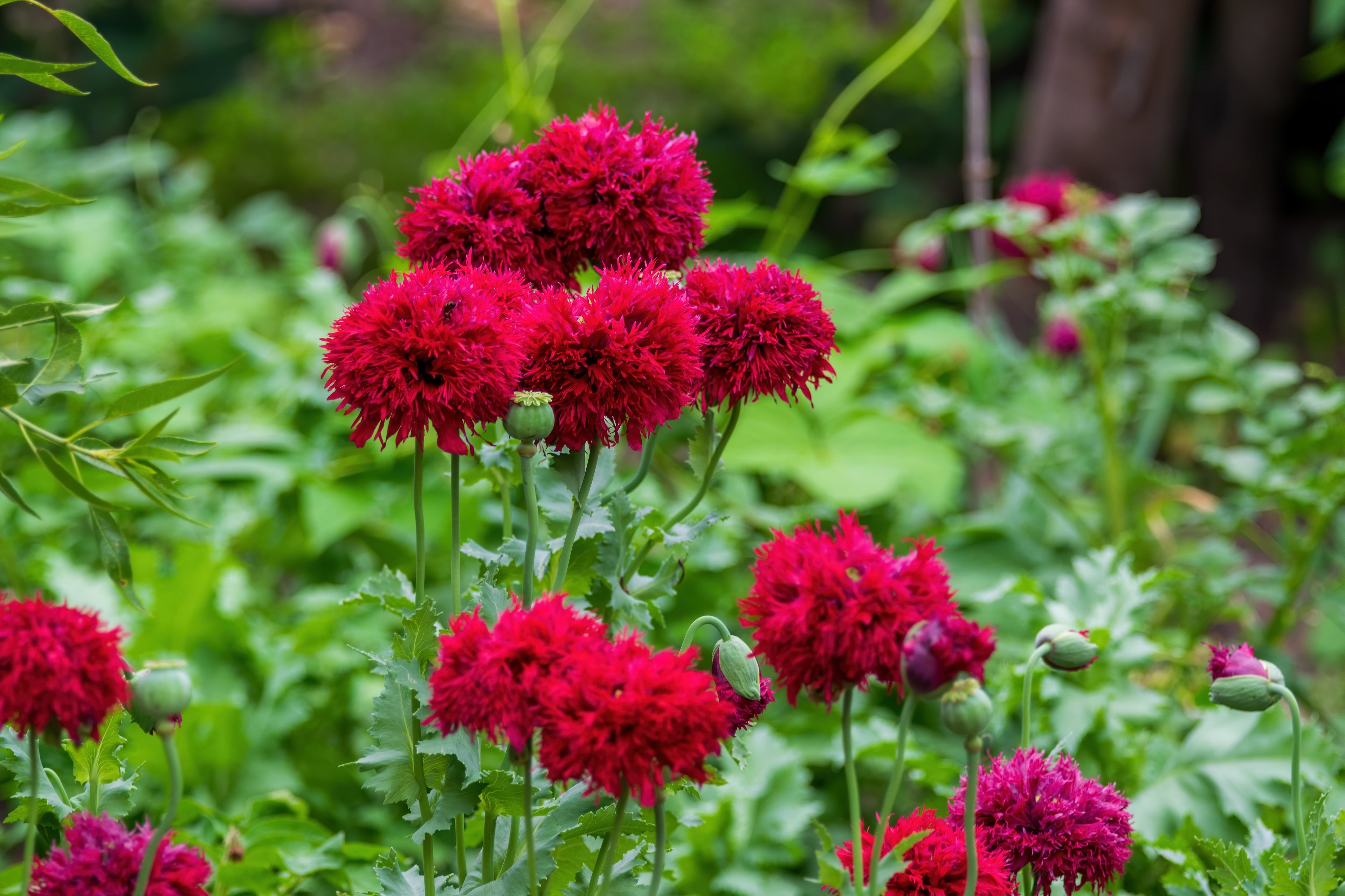 100 Red OASE PEONY POPPY Papaver Peoniflorum Double Flower Seeds