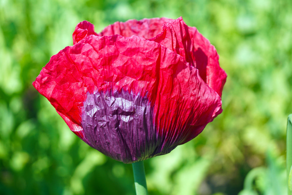 1000 PEPPERBOX POPPY MIX Papaver Somniferum Mixed Colors Red Violet Flower Seeds