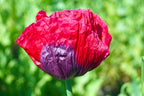 1000 PEPPERBOX POPPY MIX Papaver Somniferum Mixed Colors Red Violet Flower Seeds