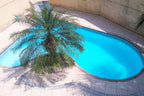 10 PYGMY DATE PALM Phoenix Roebelenii Dwarf Miniature Ornamental Fruit Tree Houseplant Seeds
