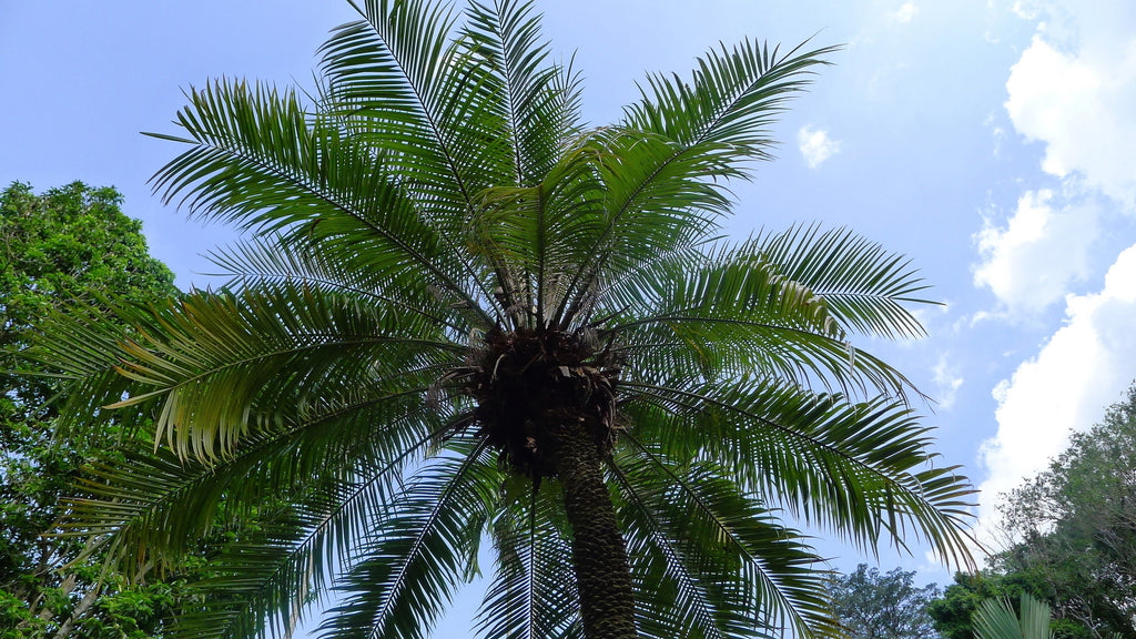 10 PYGMY DATE PALM Phoenix Roebelenii Dwarf Miniature Ornamental Fruit Tree Houseplant Seeds