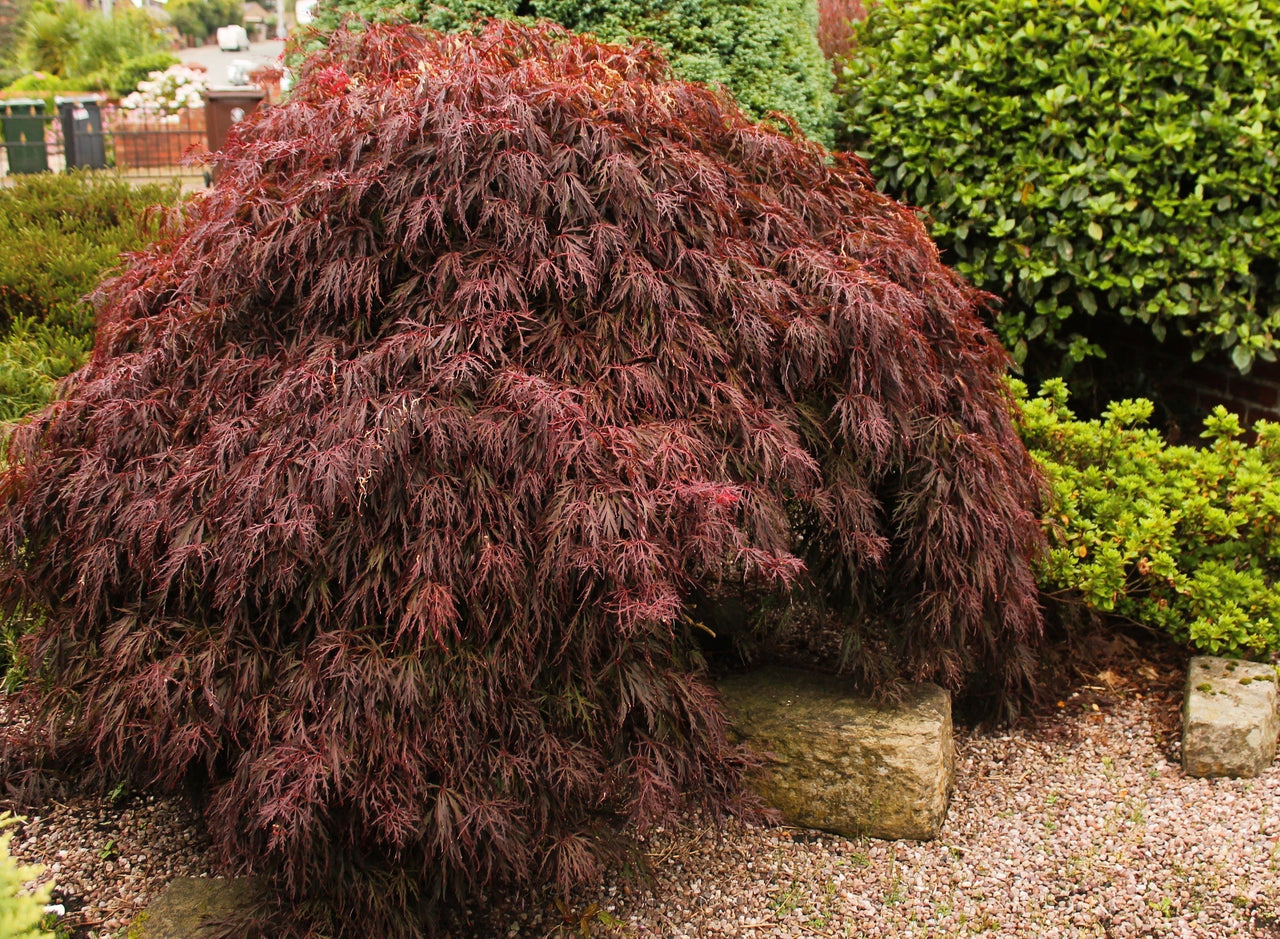 10 Red Dwarf Japanese LACELEAF MAPLE Tree Lace Blood Acer Palmatum Atropurpureum Dissectum Shrub Seeds