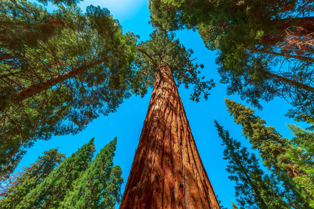 40 GIANT SEQUOIA Sequoiadendron Giganteum Sierra Redwood Tree Seeds