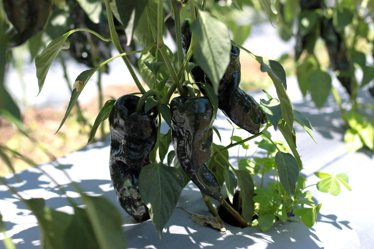 40 MULATO ISLENO PEPPER Brown Mildly Hot Ancho Poblano Capsicum Vegetable Seeds