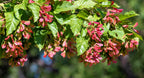 20 Tartarian FLAME MAPLE TREE Red Acer Tartaricum Seeds