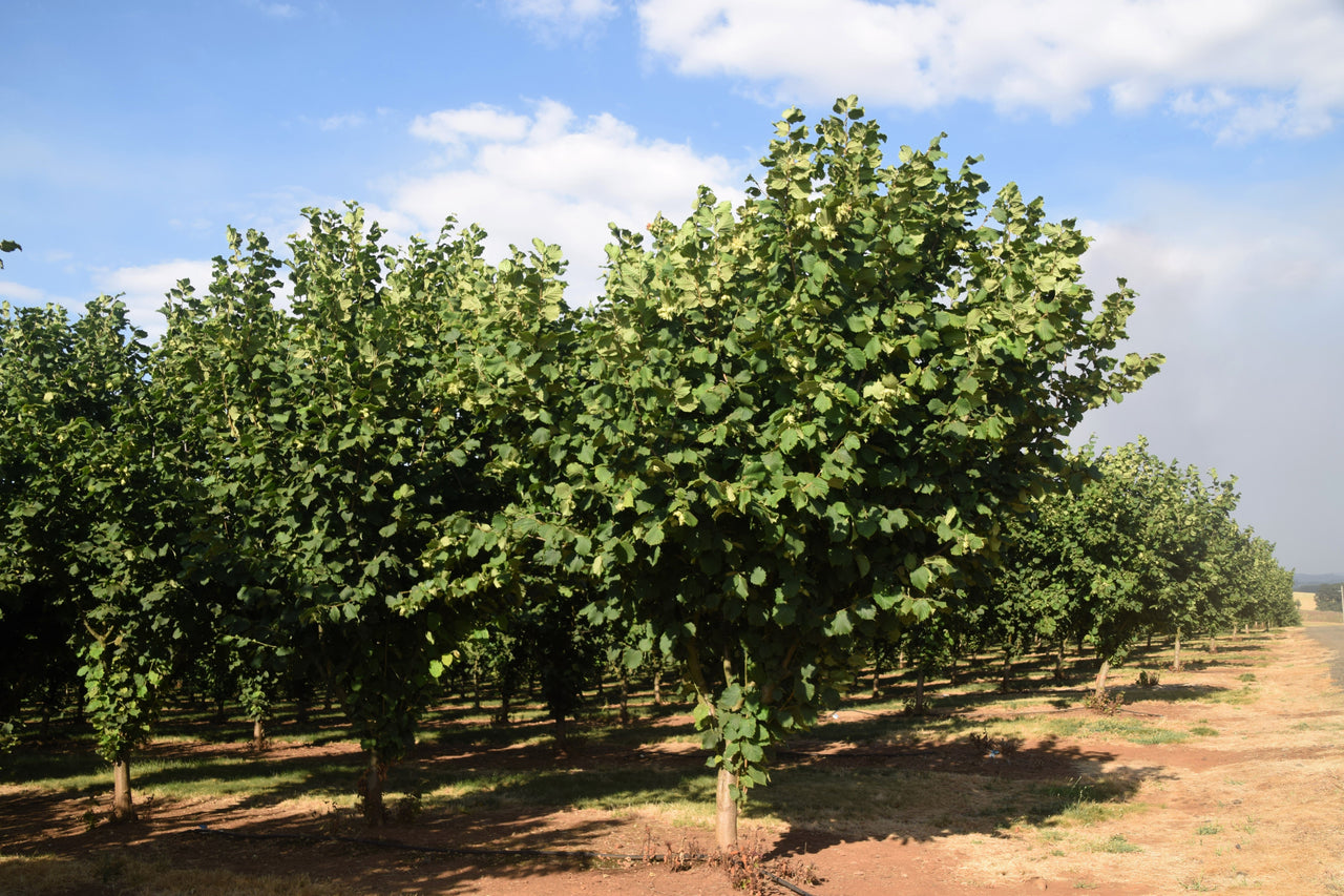 5 AMERICAN HAZELNUT TREE aka Filbert Corylus Americana Fruit Nut Seeds