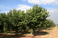 5 AMERICAN HAZELNUT TREE aka Filbert Corylus Americana Fruit Nut Seeds