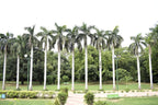 10 Florida ROYAL PALM Roystonea Regia Tree Houseplant Seeds