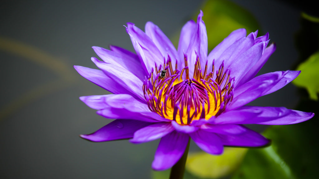 3 Organic Mixed Colors LOTUS Nelumbo Nucifera Pond Water Lily Lilypad Blue Red Flower Large Seeds