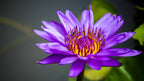 3 Organic Mixed Colors LOTUS Nelumbo Nucifera Pond Water Lily Lilypad Blue Red Flower Large Seeds