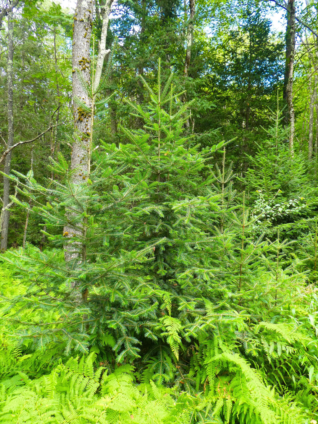 30 BALSAM FIR Tree Abies Balsamea Christmas Tree Silver Pine Canadian Fir Native Evergreen Seeds